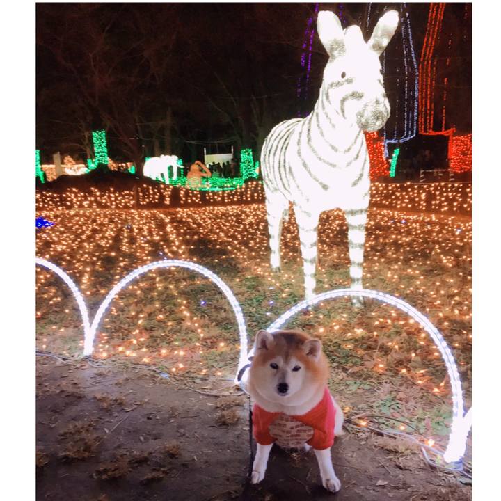 474a966c 6458 4c4d b5a1 77f3922fe6c3 1577105264656