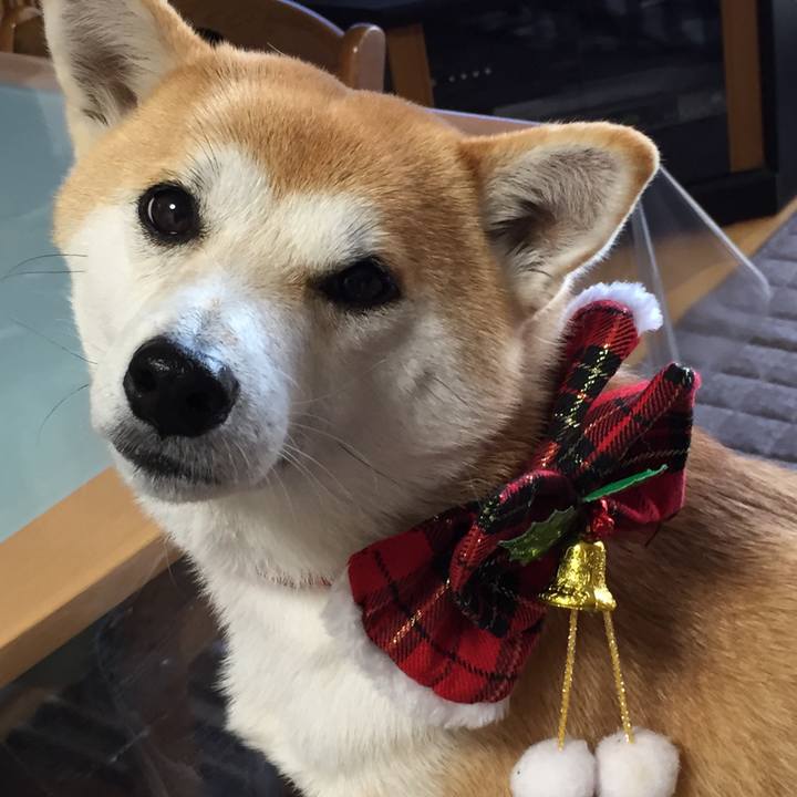 474cc699 523f 4817 82af cd4493052afe 1512883339454