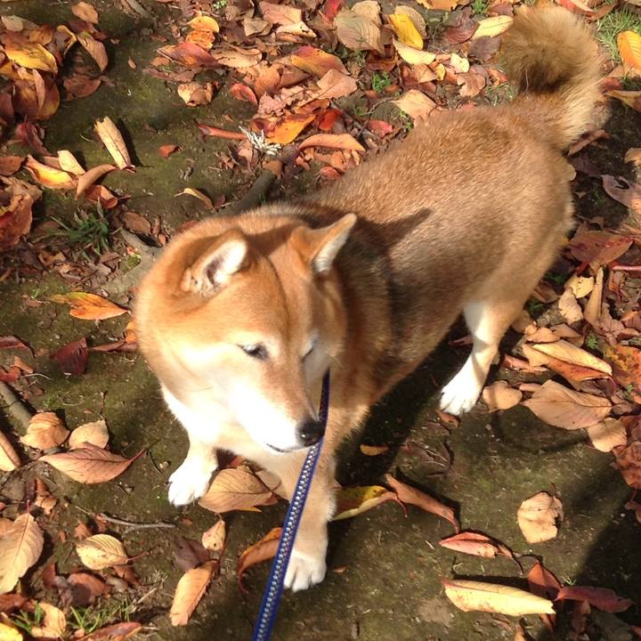 474da7f7 6aeb 4e53 a78f f22d77e0a32a 1542610017039