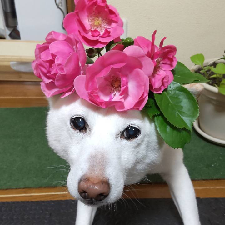 4751c949 f354 4d69 9776 428ad9f0a985 1716429833283