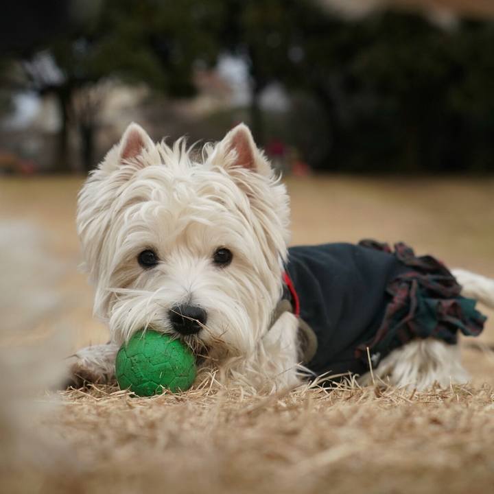 475349a7 4985 4f60 8088 76a83d5beffa 1515153215407