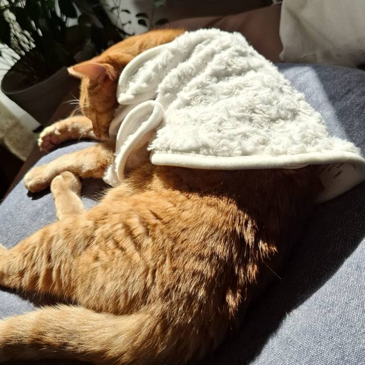 4756afdd 1a62 4491 8451 155bf9f6200d 1762138132039