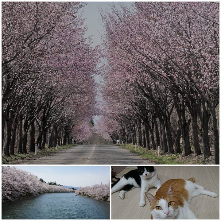 4758994b 95bc 4a45 a764 24e51d1e6794 1525864123308