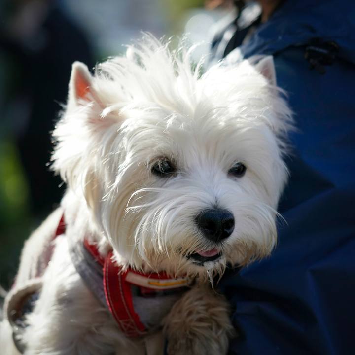 4759caf9 57b7 4336 8293 f54ed95c0dcc 1523274935421