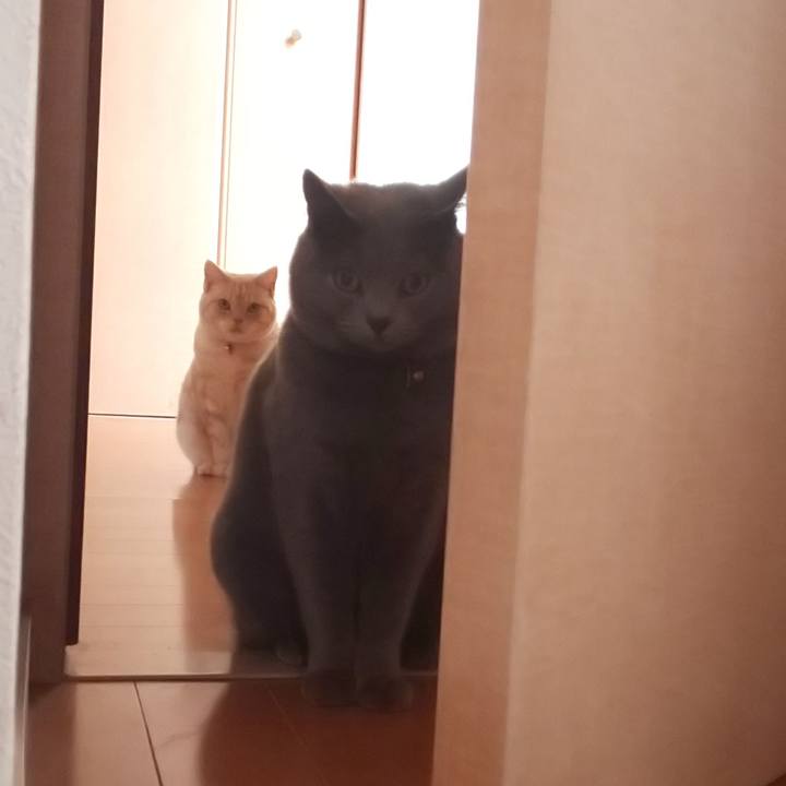 475c315c 8ee2 4040 83a5 045066ceee4a 1544506456914