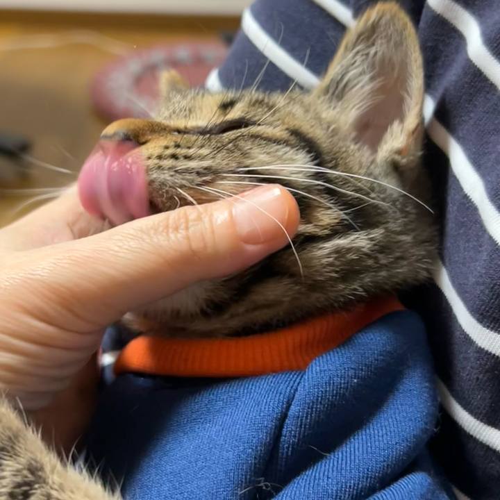 475c51df 6ed3 4ac6 ac5d 9340bb669de7 1730629851187