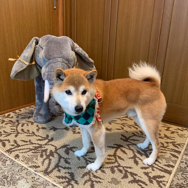 475cfd7a 1e06 4789 a415 f52c02268038 1616314016578