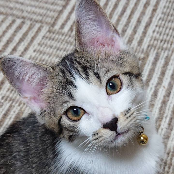 475f6ae5 21ef 48d2 8fa5 117e1190b17f 1543410767727