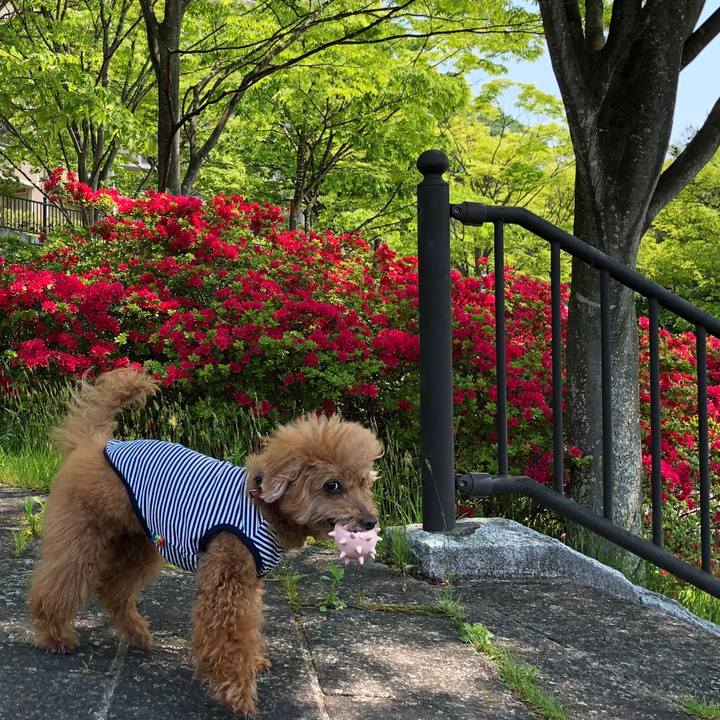 475fc823 a91b 4fe1 ae8e 22e75a5a72b7 1557548590781