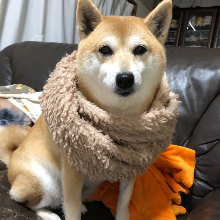 475fddfe fd4f 4132 8cfd 3b104bab1865 1550220908541