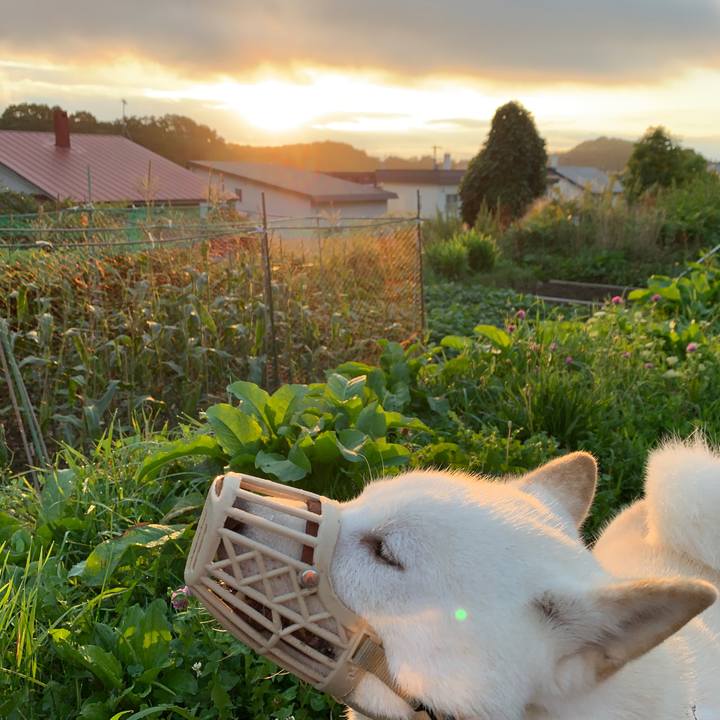 4761f834 f336 4c4e 9ac5 5d7f4d956320 1566075209501