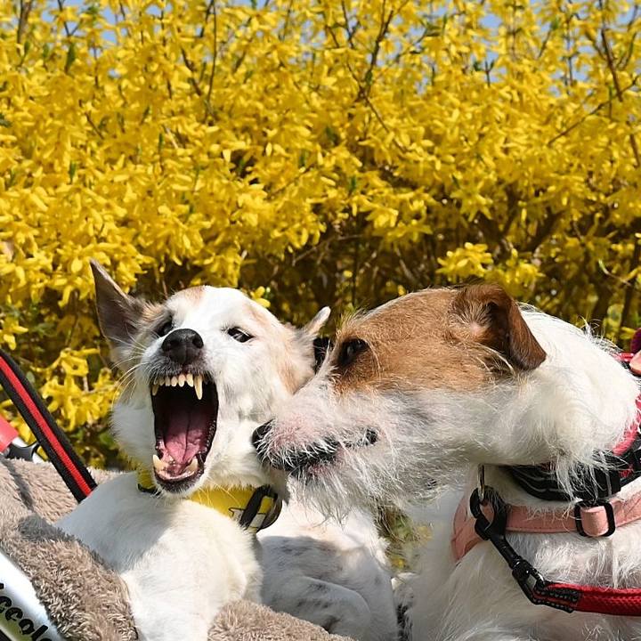 47628b93 cee4 4371 aca4 a0dc590f89c5 1774874262142