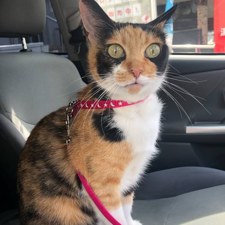 47662eae 3b46 42d3 9ab8 6c705939282a 1597710771936