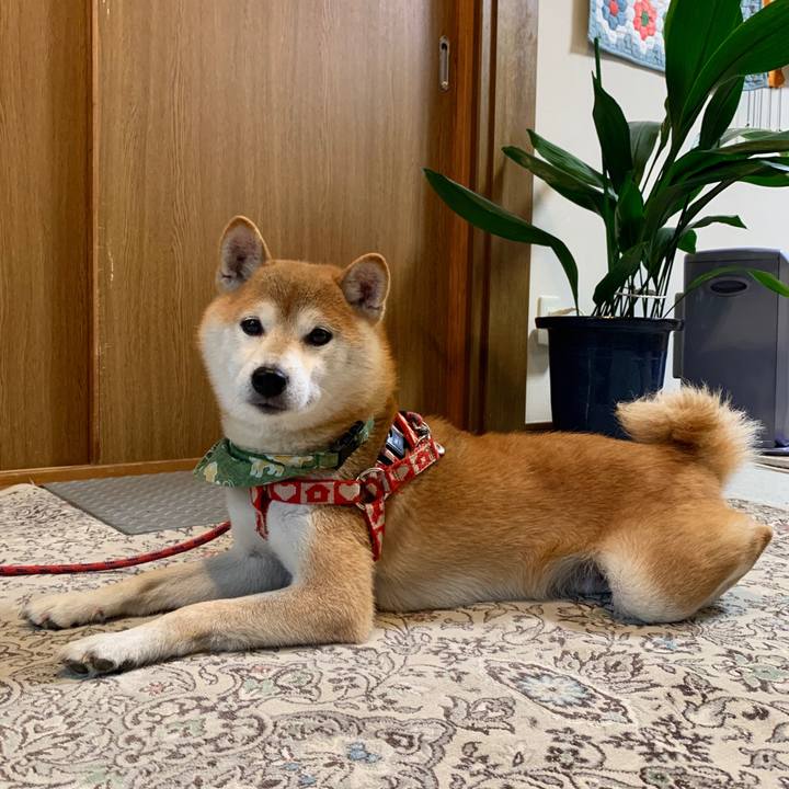 4766e3fe 8a8a 4908 93b8 a96cb124b836 1603789215868