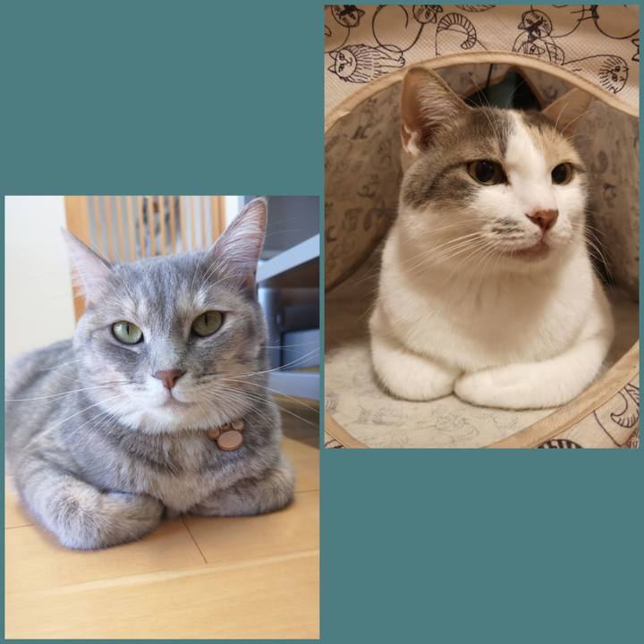 47689256 dabb 4444 b4db fc1342fee8eb 1570784170167