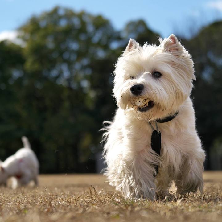 476dccc9 db67 4705 9c63 491db94039d1 1514555133888