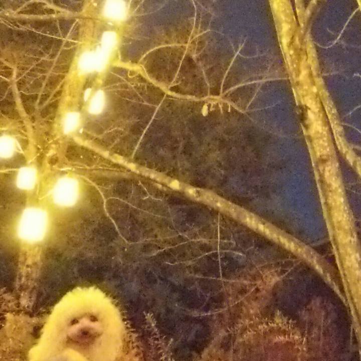 476f884e be38 498e 81fb 1a703ed2ddf8 1545560097385