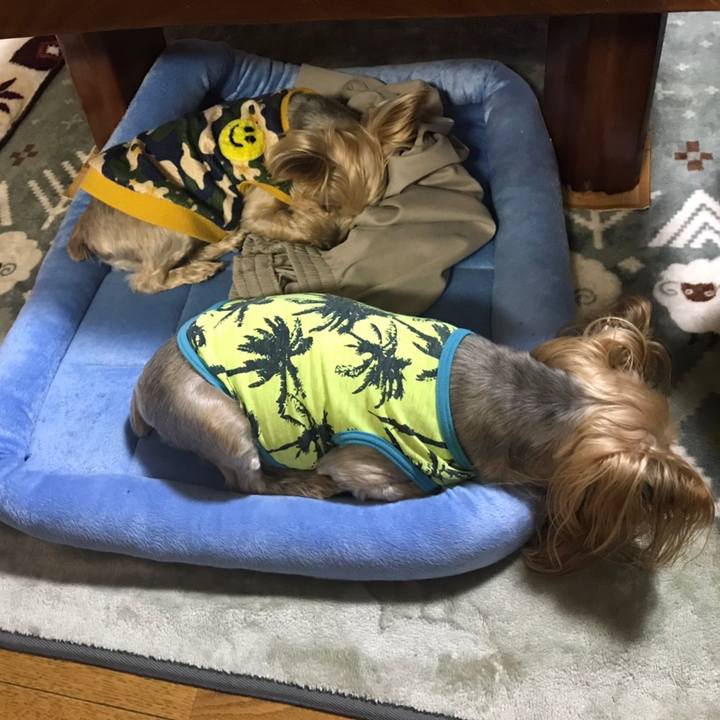 477082ab 50c0 4907 bb96 70094352fe26 1604053322176