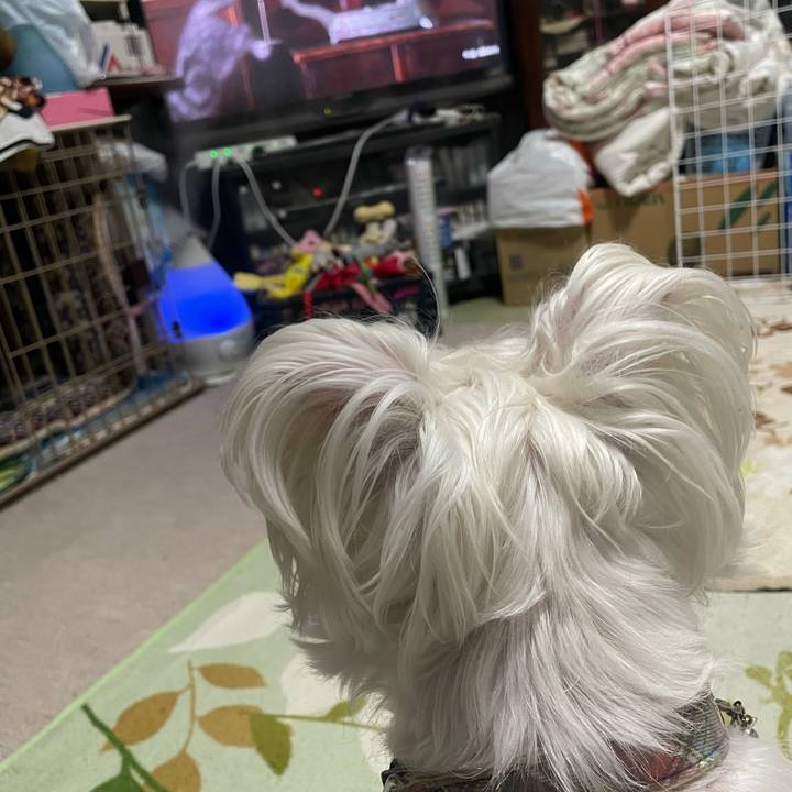 47718795 0229 4a62 a7cf f0643d483912 1735120245350