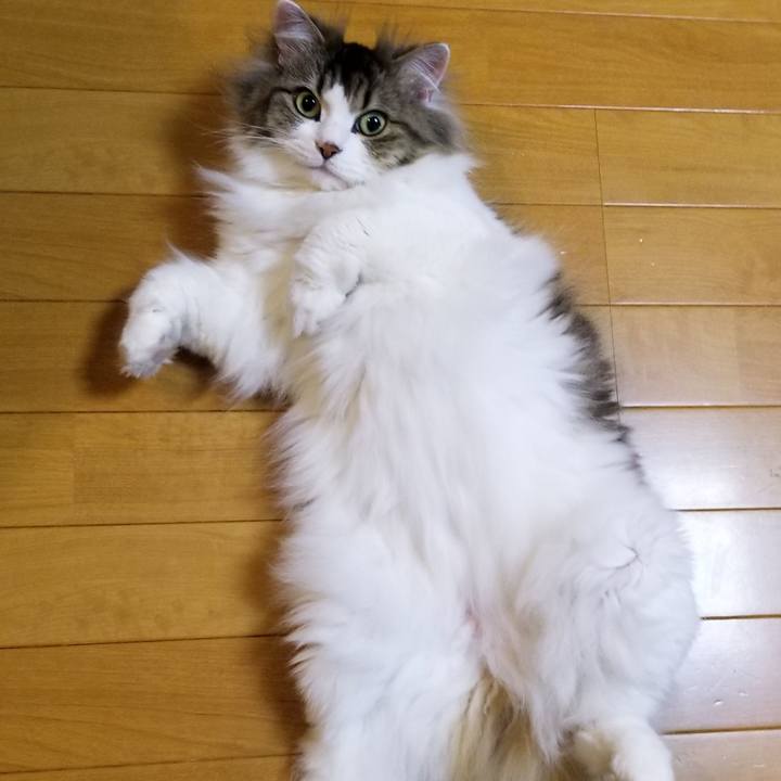 477187bb 44d8 458d ab32 bca7f661e6fa 1559829143701