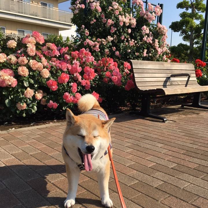 4772264c b446 4879 9ff4 2413bf431029 1558652856088