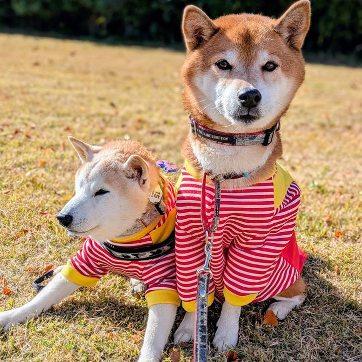 47725848 8a9a 4ad8 bf39 5ab082bff009 1764992966633