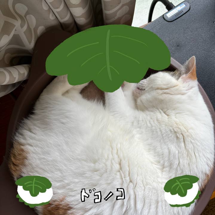 477376c8 c09e 40a2 9017 3b7cedac76ba 1749602550572