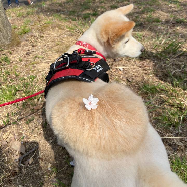 4774fea9 34b9 4c4f b31e a11c85ea2d49 1680174305821