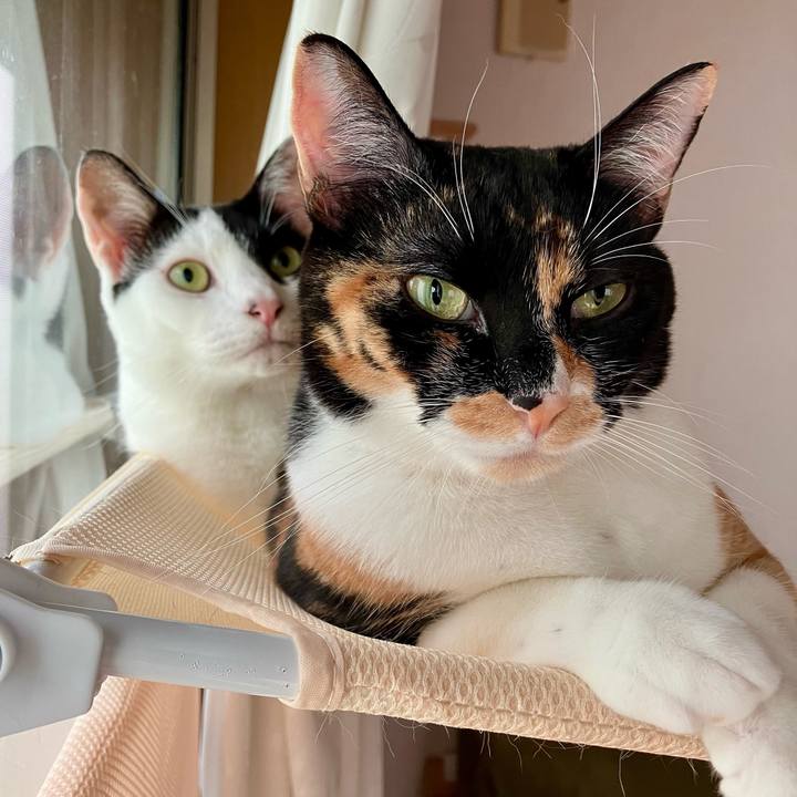 4775f5e3 17ff 406d 8c1d fe2c949722ef 1754915808292