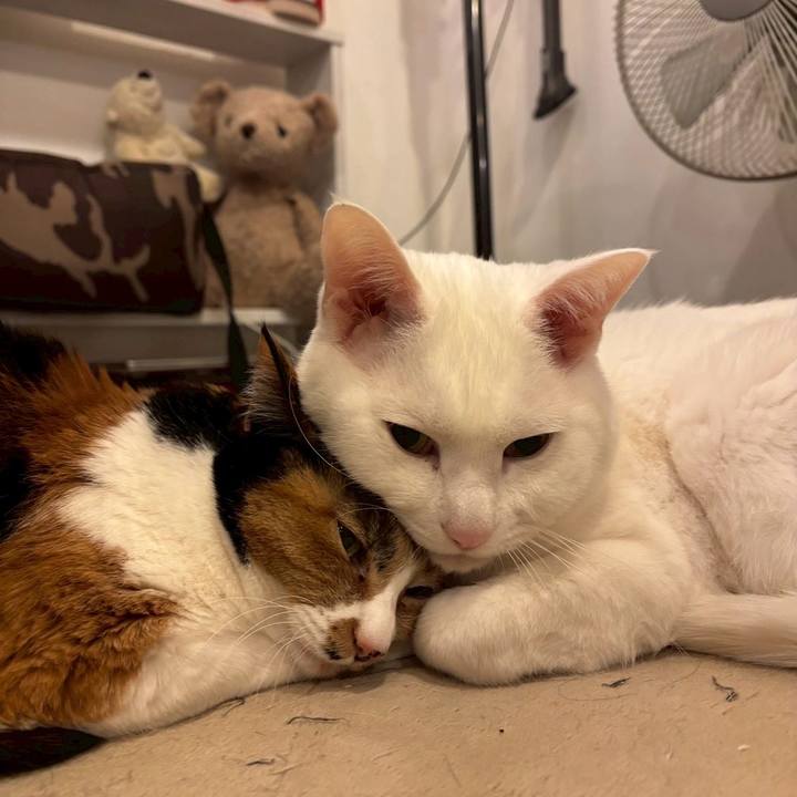 4776a5aa 04ea 44f1 a582 c3823b4e8b9a 1764150856106