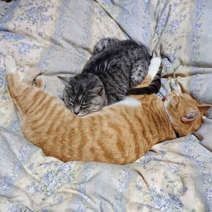 47775a6c f9e9 4c8c ba23 96a6f12765dd 1576241547312