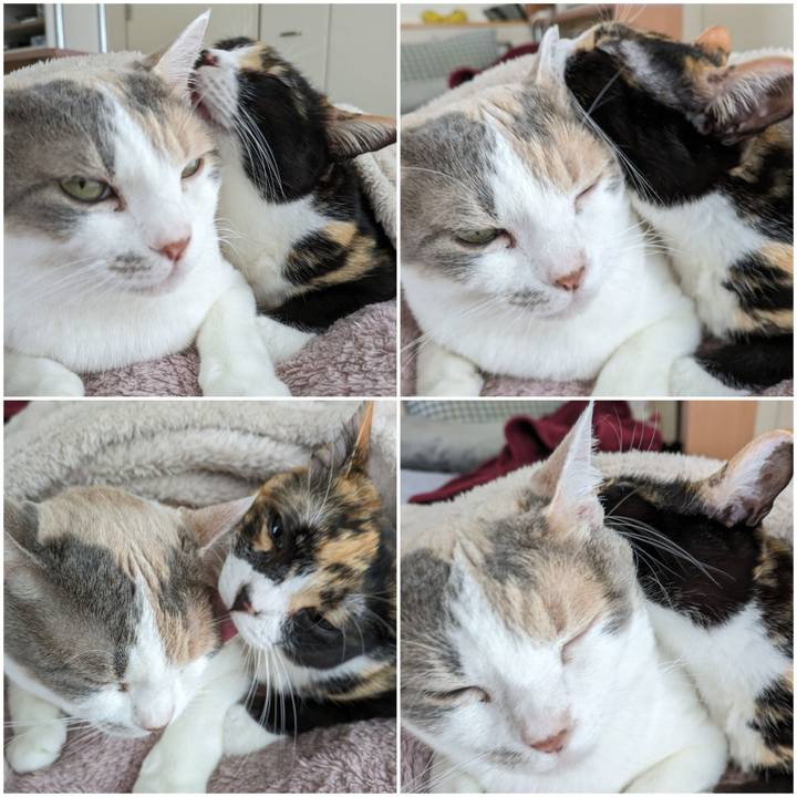 4777f9dc 9445 49a1 938f 256036f0cc6b 1713503403520