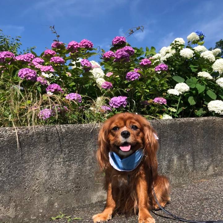 477926f0 c34d 432e 9ce3 1be9f8dcfb92 1592698568541