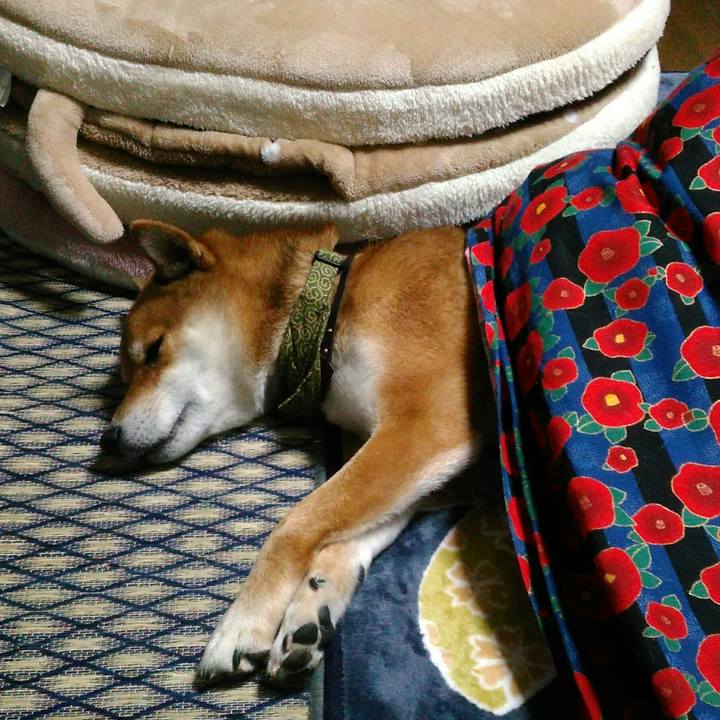 477bad78 61ae 49cd ac7f a52fc2bc9d17 1514821189230