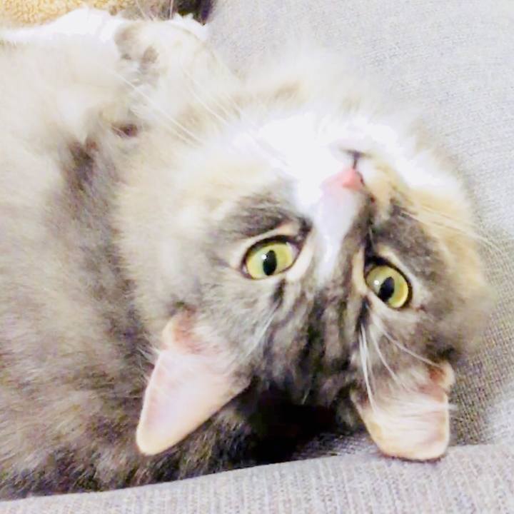 477d6a14 c202 4162 9128 387ca75918b8 1511979679525