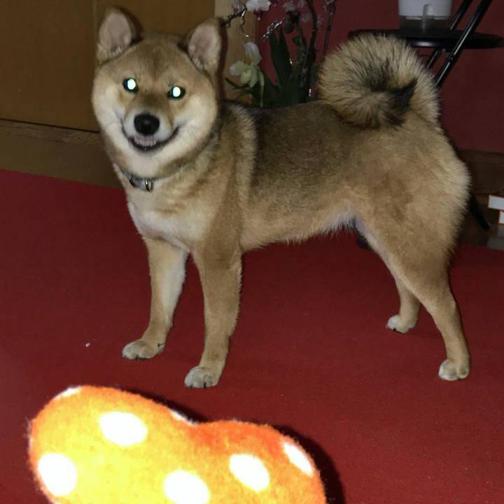 477f09c2 a664 4d6a a517 ab681a15b353 1521024884830