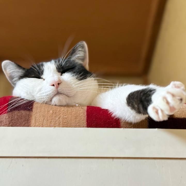 47813c4c fdfe 4c77 b4fc 8c89b511a887 1774749036653