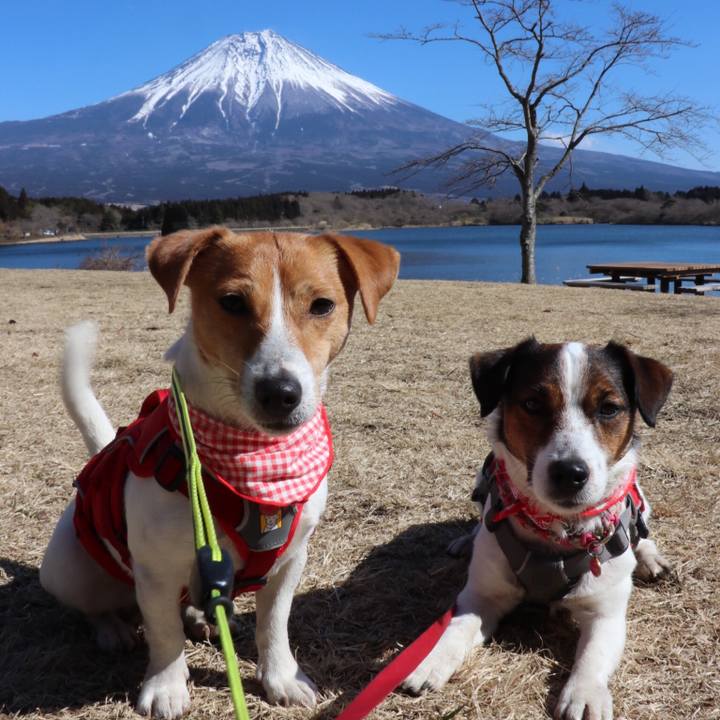 4782163d 0ac8 41c6 8b91 174b4fc95d56 1518863512614