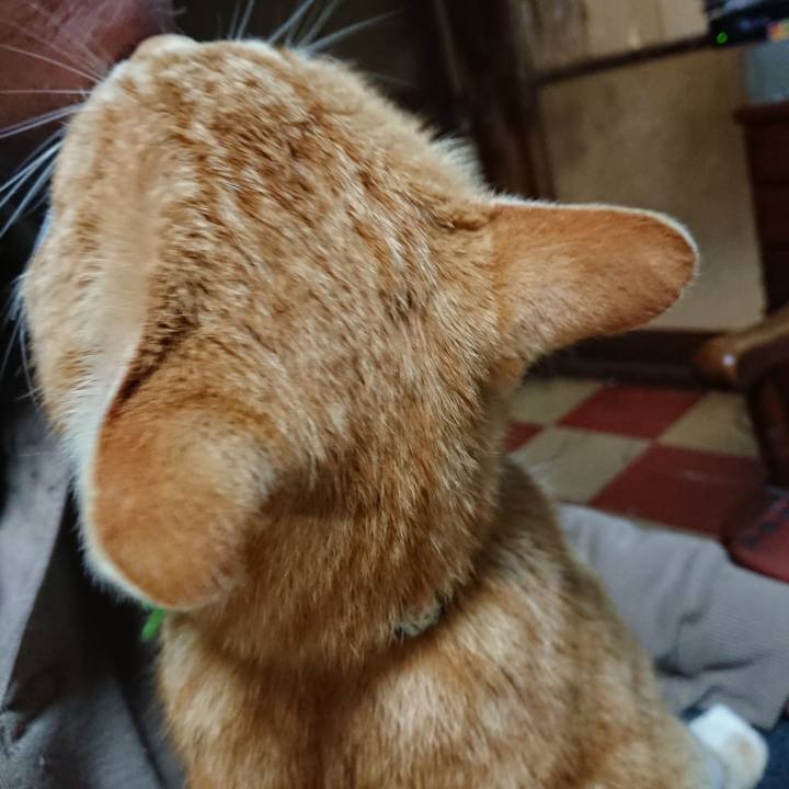 4785a2cb 3c9a 4665 a8d7 d22dede0bb2c 1586171134519