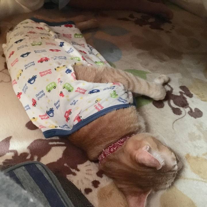 4787e555 b0ef 47ba 8ad5 da969eba15ae 1514851558650