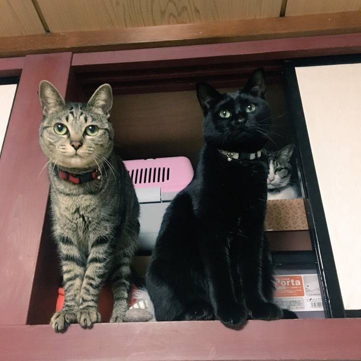 4788a580 5195 4344 838f 239d58876073 1517974988839