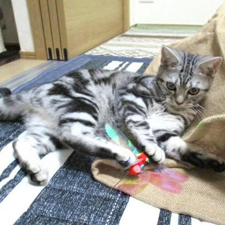 47897385 f190 4daa 94ab bc8a612de1d0 1539336022691