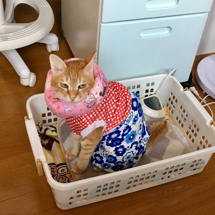 4789f622 46e2 4b4b b3ba b5bc2f855fd5 1527824340837