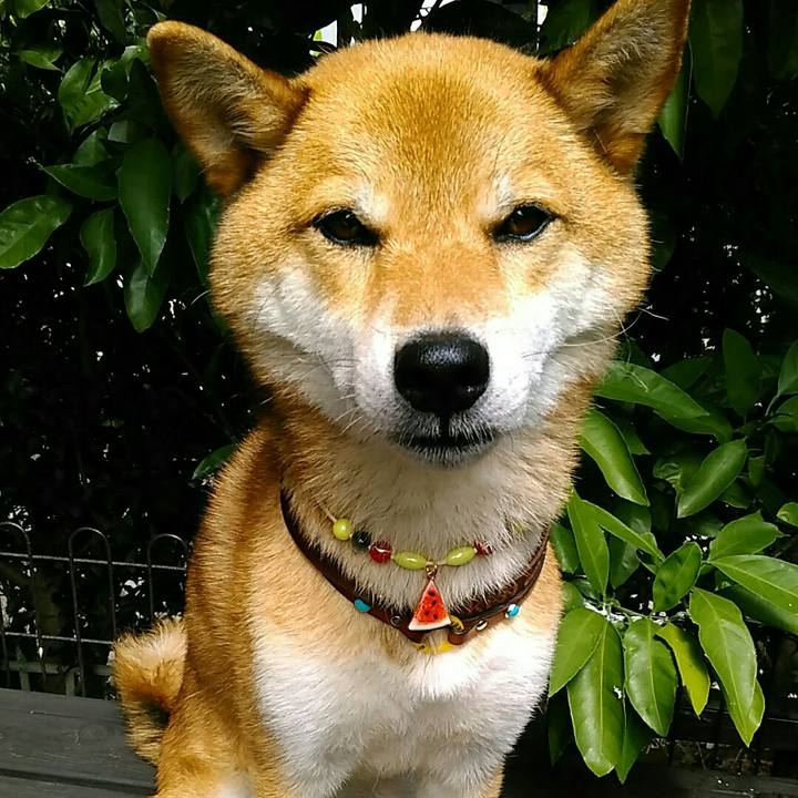 478e64eb b5e3 48ec 95ae 13ee70c5cbf4 1532582849886