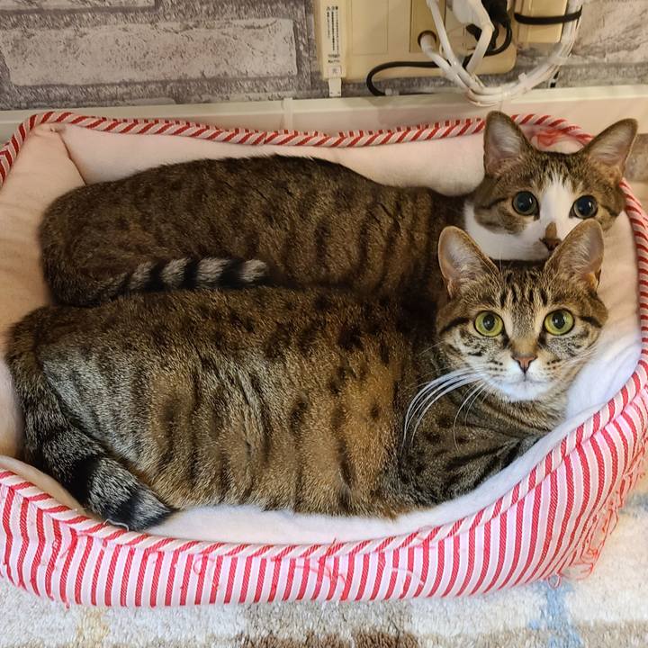 47919082 5da4 4d13 86f0 321da664aa06 1678974751404