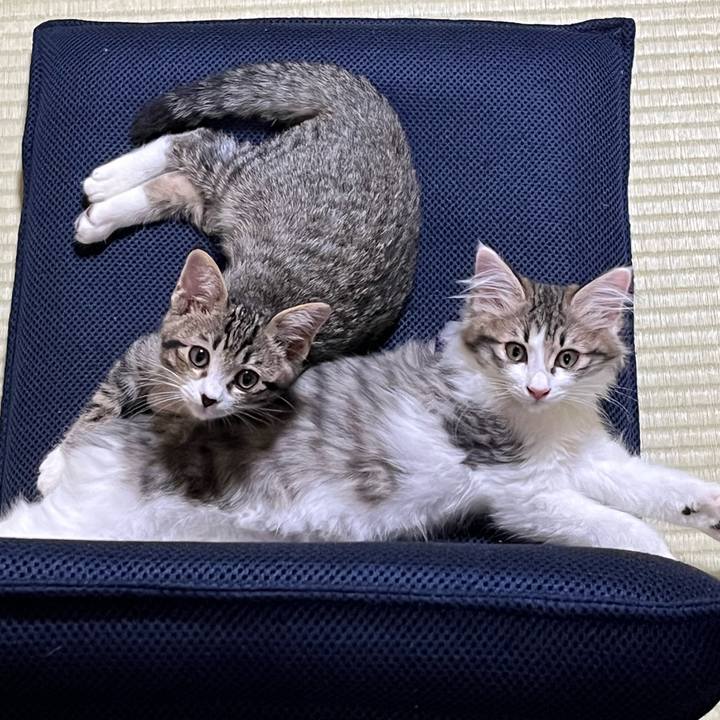 47a1c079 056e 412e b215 2248ac633590 1688644960492