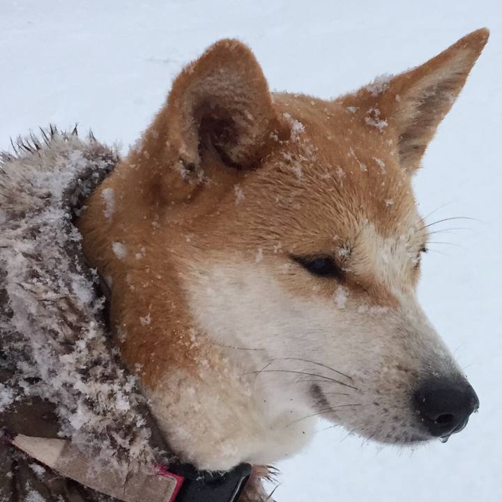 47a3956f 9280 47d9 9255 94d85ca55c3b 1516677345458