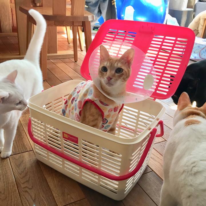 47a4880a 2e89 43e8 ac11 0a196a949f65 1508914008821