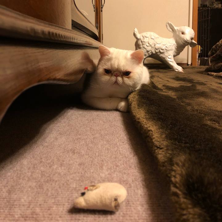 47a4884f 90c9 4ea8 bf47 96eb4be12f8c 1609582120099