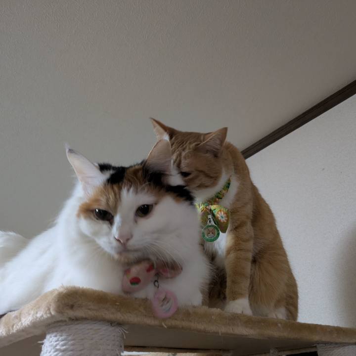 47a5abd5 3a18 466b b4d9 438a49be3910 1770640067587